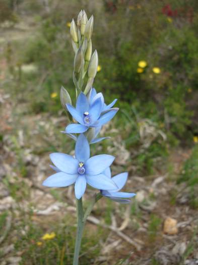 Thelymitra - Blue lady orchid orchid bickley_030.JPG